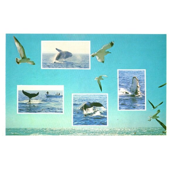 Postcard Whale-Watching humpback whales Splashing Around a breathing in air - Picture 1 of 2